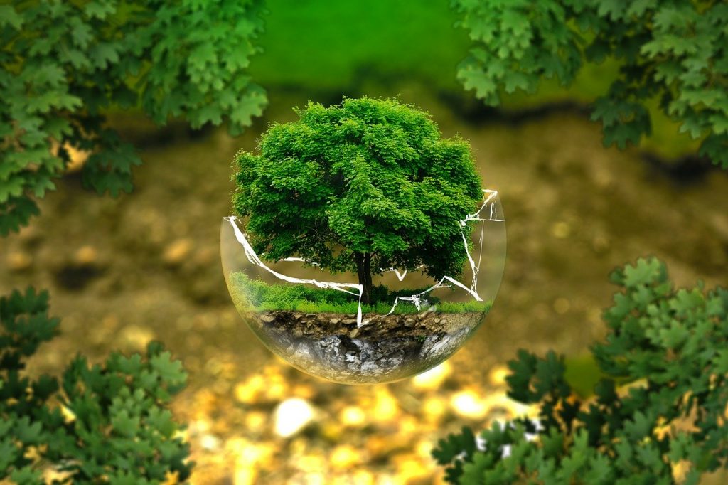 a small tree in a small glass bowl